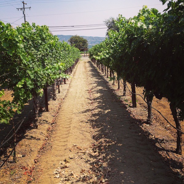 Napa Valley vineyard | @kitchenability