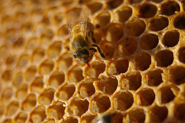 photo of honeycomb with bee